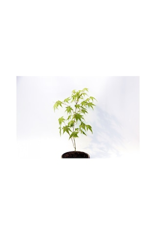 Bonsai Japon Akçaağacı Acer Palmatum Gri Saksıda 3 Adet