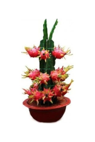 15 Adet Bodur Pitaya Tohumu Ejder Meyvesi Tohumu