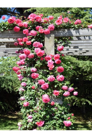 Videolu Pembe Sarmaşik Çardak Gülü 70 120 Cm 1 Adet Saksılı Dış Mekan Sarmaşık Wisteria