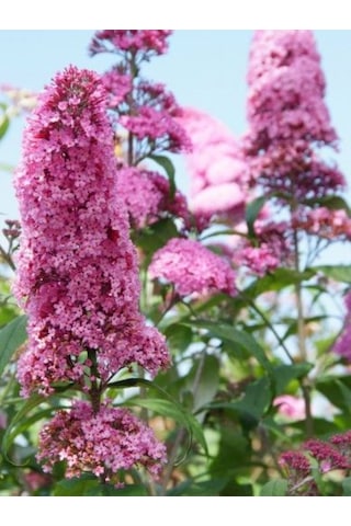 1-2 Yaş Arası Saksılı Pembe Kelebek Çalısı Fidanı