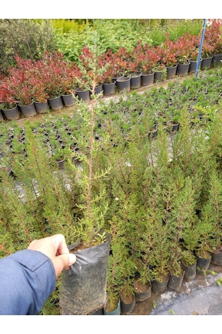 5 Adet Kara Servi (Mezarlık Servisi) Siyah Torbada 50-60 Cm.