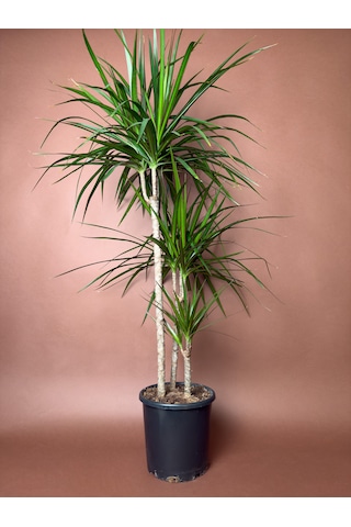Madagaskar Ejder Ağacı Dracaena Marginata 100 Cm Çoklu Gövdeli Form
