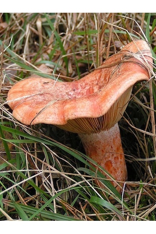 Kanlıca Mantarı Çintar Çam Melki Mantar Tohumu 100gr