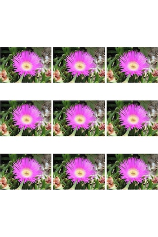45 Adet Kaz Ayağı Çiçeği- Yer Örtücü 5-10 Cm Tüplü Çiçekli Bodur Cotyledon Orbiculata