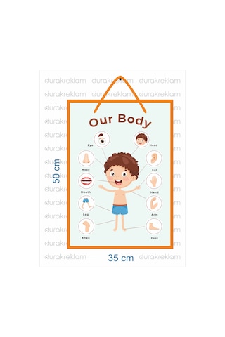 Vücudumuz Organlar Tanıtıcı Poster İngilizce