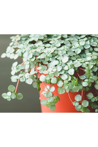 Sarkıcı Pilea Glauca 2 Adet - Dostluk Çiçeği Askılı Saksıda