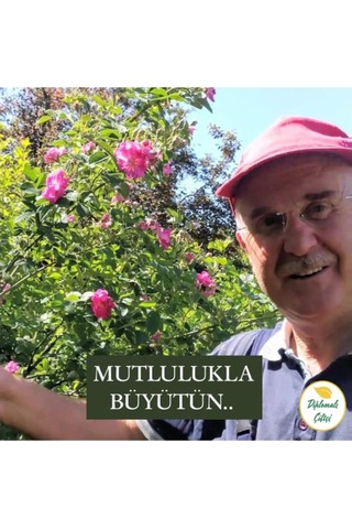 Isparta Gülü Fidanı 15-30 Cm