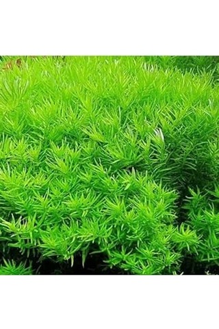 Rotala Indica Green Saksı Canlı Bitki Çok Renkli