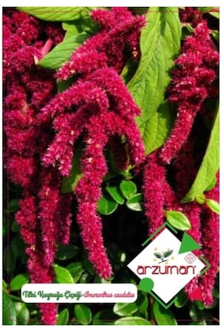 Arzuman Tilki Kuyruğu Süs Bitki Çiçek Tohumu