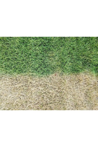 Lawn Make Up Çim Boyası 10 Lt
