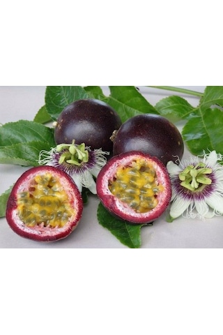 Passiflora Tohumu 25+ Passiflora Tohumu 25+