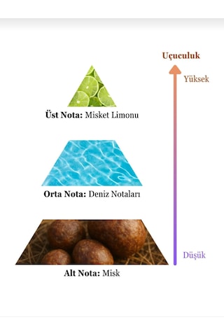Soshe Alesta Erkek Parfüm 100 Ml Edc Aromatik - Odunsu