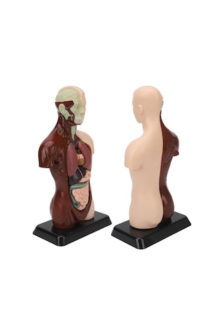 Temel 8 Parçalı İnsan Anatomisi Torso Modeli 24.5 Cm