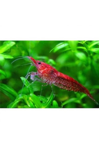 Kiraz Karides 10 Adet 1-1,2 Cm