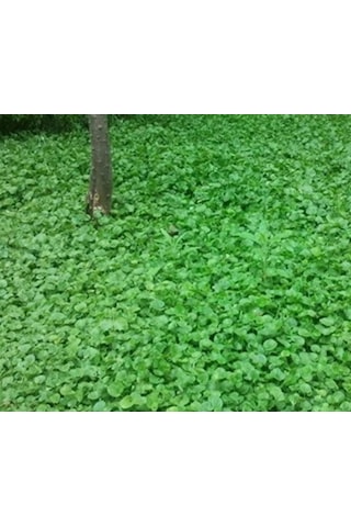 2 KG Fare Kulağı Çim Tohumu Dichondra Repens Kundura Çimi