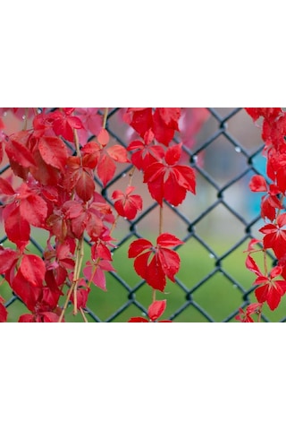 Amerikan Sarmaşığı - Parthenocissus Quinquefolia