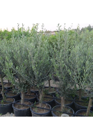 Saksıda Yarı Bodur 7-10 Kutur Gemlik Zeytin Fidanı 4-5 Yaş 50-70