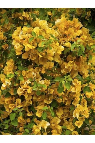 Videolu Sarı Sarıcılı Begonvil Çiçeği Fidanı 40-80 Cm Saksılı Dış Mekan Ağaçları Bougainvillea