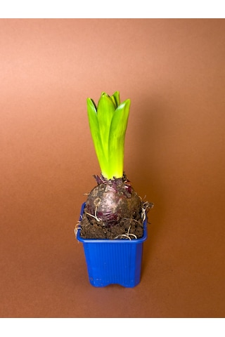 Sümbül Hyacinthus Orientalis 4'lü Set Saksıda Filizlenmiş Form