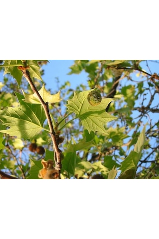 Londra Çınarı Ağacı Platanus X Acerifolia Fidanı 2 Yaş