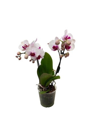 Phalaenopsis 'gibraltar' Beyaz Orkide Ø12 Cm 45-50 Cm