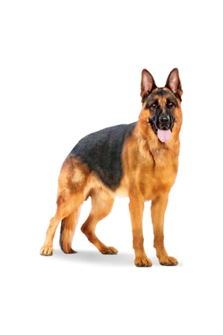 Royal Canin Maxi Adult Kümes Hayvanlı Büyük Irk Yetişkin Köpek Maması 15 KG