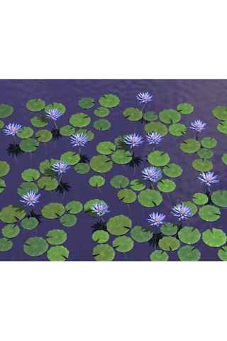 Mavi Lotus Çiçeği Tohumu & Nelumbo Tropikal Çiçek Tohumları 2 Adet Tohum