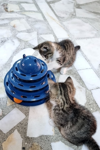 Trade Bazaar 3 Katlı 3 Toplu Kedi Oyuncağı