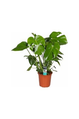 Deve Tabanı Bitkisi 90 110 Cm Monstera Deliciosa Ev Bitkisi Ofis Bitkisi Salon Bitkisi