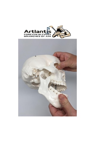 İnsan Kafatası Anatomisi Modeli 1 Adet Kafatası Maketi Gerçek Boyut Anatomik Modeli Deney Bilim Tıbbi Model Cranium