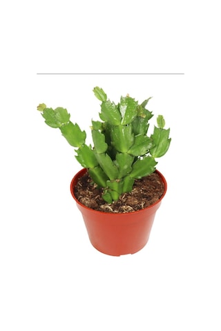 Yılbaşı Kaktüsü Beyaz Renk Yılbaşı Çiçeği 10-15cm White Schlumbergera