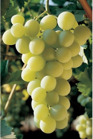 K-7 Çekirdeksiz Yeşil-sarı Üzüm Fidanı 1-2 Yaş Arası Tüplü