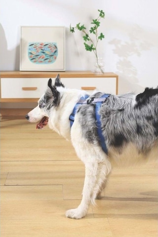 M-pets Gentle Köpek Göğüs Tasması Mavi Xs Mavi