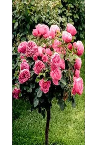 Avantajlı Baston Gül Yoğun Kokulu Pembe Renkli 40 60 Cm 1 Adet Aşılı Gül Walking Stick Rose