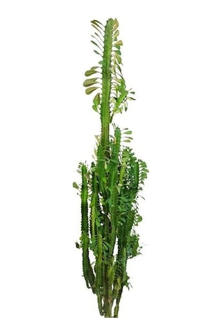 Euphorbia Trigona Süt Ağacı Kaktüsü 170 Cm