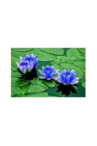 10 Adet Mavi Lotus Tohumu Nilüfer Tohumu