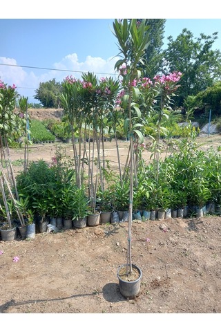Tijli Pembe Zakkum Ağacı 1,70-200 Cm. Nerium Oleander