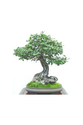 Bodur Keçi Boynuzu Bonzai Ağacı Tohumu 3 Tohum + Bonsai Toh