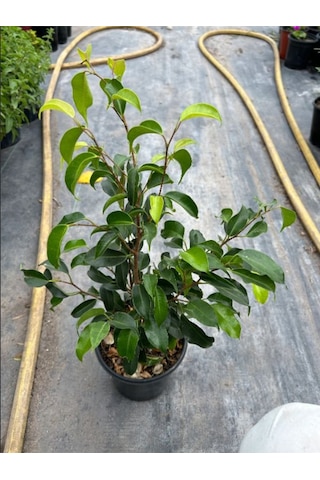 Yeşil Yapraklı Canlı Ev Ofis Salon Bitkisi 40-60cm Ficus Benjamina