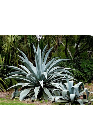 Fidan & Peyzaj - Sabır Ağacı Bitkisi (2 Yaş / Agave americana)
