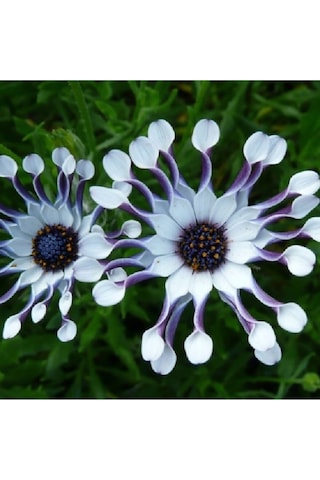 Bodrum Papatyası Tohumu