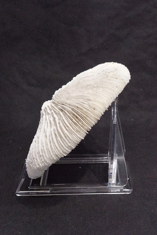 Mantar Mercan Dekoratif Parça Mushroom Coral 9dm
