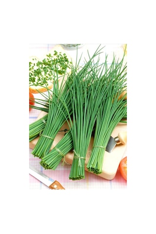 Staro Frenk Soğanı Tohumu Soğanotu Chives