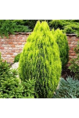 Altuni Top Mazı Thuja Orientalis Aurea Compacta Nana 5 Adet