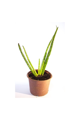 Aloe Vera Bitkisi Sarısabır Cilt Için Uygun Jel Aleovera 8 Cm Orta Boy Saksıda