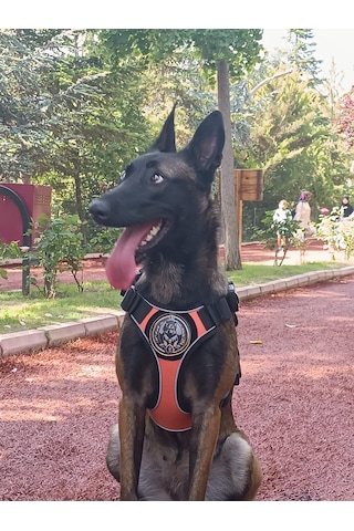 Tactical Göğüs Tasması Taktik Tasma Turuncu