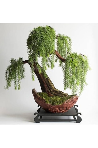 Bodur Bonsai Kıbrıs Akasya Ağacı Tohumu Yetiştirme Kiti