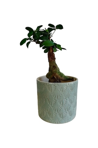 Ficus Ginseng Bonsai 20-30 Cm