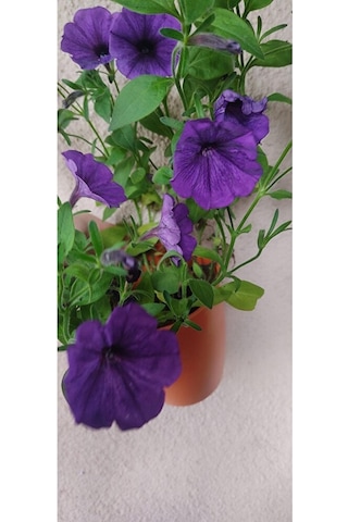 2 Adet Petunya Fidesi 35-45cm Dikime Hazir Dolgun Form