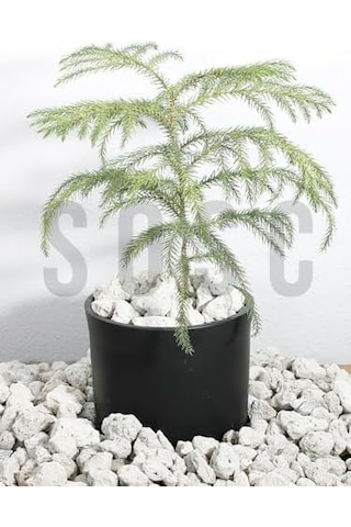Natural Volkanik Beyaz Lav Taşı, Dekoratif Pomza, 2-4 Cm, 3 Litre, Saksı Ve Bahçe İçin Drenaj Düzenleyici, Toprak Nemlendirici